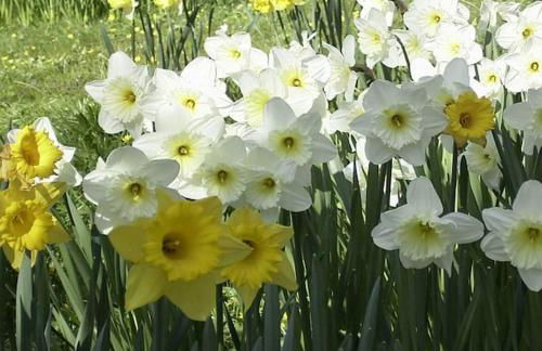 Landhuus Stender - Foto 11