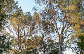 Gites de la Villa Pergola - Foto 62