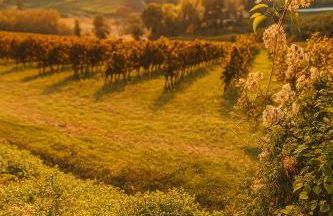 Trere Agriturismo - Foto 50