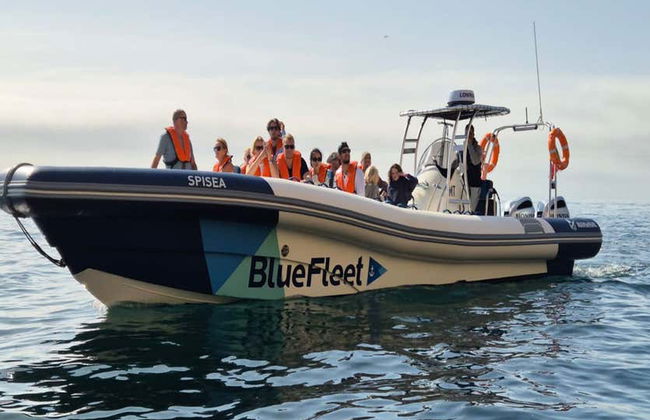 Avistamiento de delfines en Lagos - Foto 8