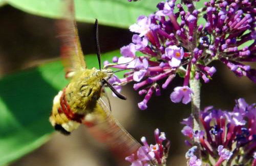 Gites Castel de Cantobre - Le Griffon - Photo 29