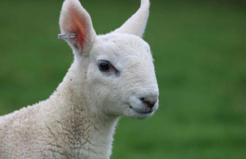 Cob Cottage - Photo 7