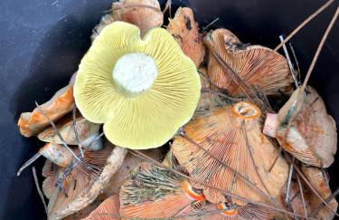 Casa do Outro Mundo - Foto 67