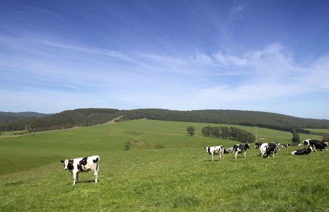 The Boomerangs - Foto 41