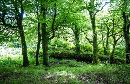 Ta Mill Cottages & Lodges - Pump Cottage - Foto 44