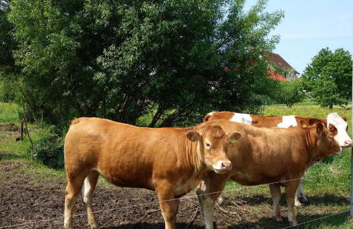 Monteurwohnungen Göb - nicht für Urlaubsgäste - Foto 19