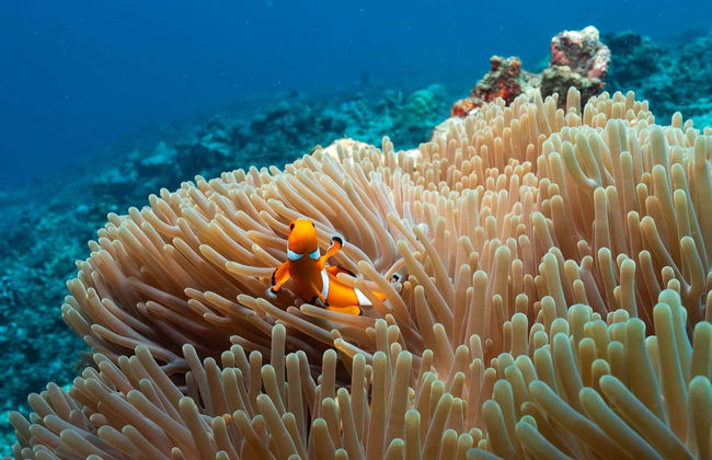 Snorkelling in Gili Meno - Foto 9