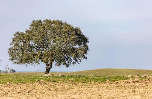 Casas Velhas - Casa da Taipa - Foto 21