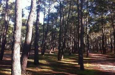 Appartement 2/3 personnes à 10 minutes de Contis plage (Saint Julien en Born) - Foto 32