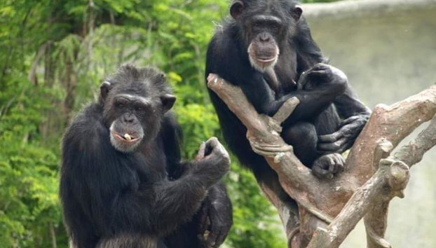 Ravenna: Safari Ravenna Entrance Ticket - Foto 3