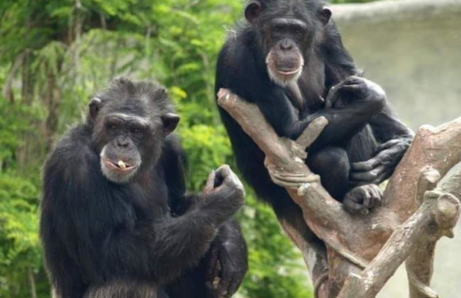 Ravenna: Safari Ravenna Entrance Ticket - Foto 3