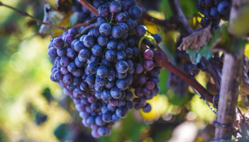 Il Dosso Agriturismo - Foto 3