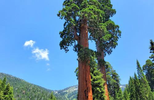 Sequoia Trails, mountains, fun & relax - Foto 25