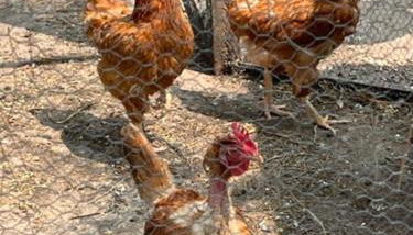 La Pujauline - Foto 4