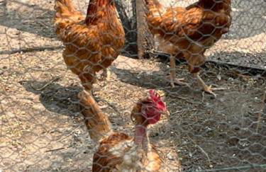 La Pujauline - Photo 4