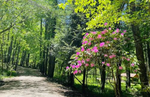 Jacuzzi, Fireplace, Nature, Views, Peaceful, Patio - Foto 14