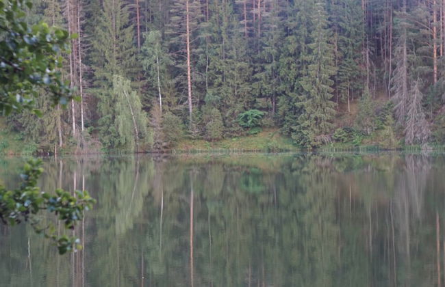 Metai Miške&a Year in the Forest - Photo 31