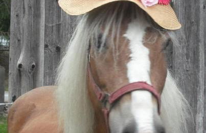 Landurlaub bei Familie Haug - Foto 20