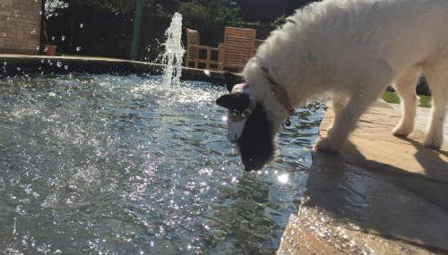 The Winning Post, Bruton - Foto 4, Garden