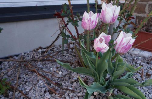 Drewniany Zakątek z sauną i jacuzzi - Foto 34