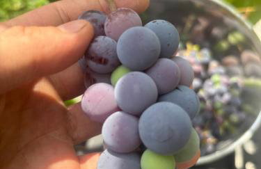 Enchanting Brownstone with a magical garden - Foto 1