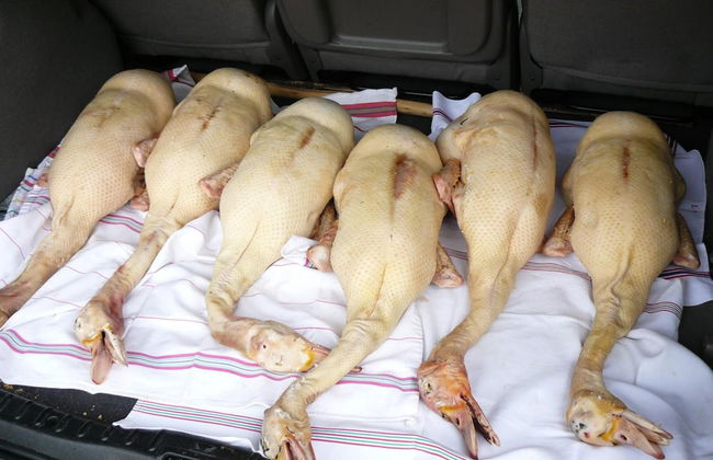 Gite Au Bouzigues - Foto 34