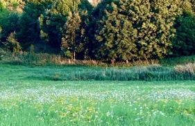 Czapla i Żuraw - Foto 40