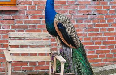 Ferienwohnungen Das Finkhaus - Foto 48