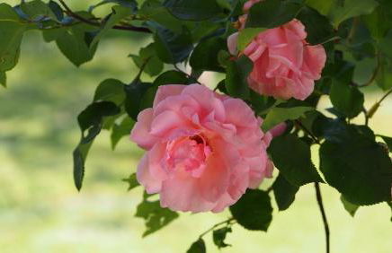 Mas Pinoses - Foto 28