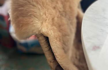 Courchecoeur - Foto 15