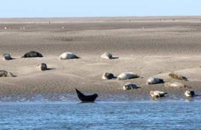 les coquelicots en baie de Somme - Foto 11