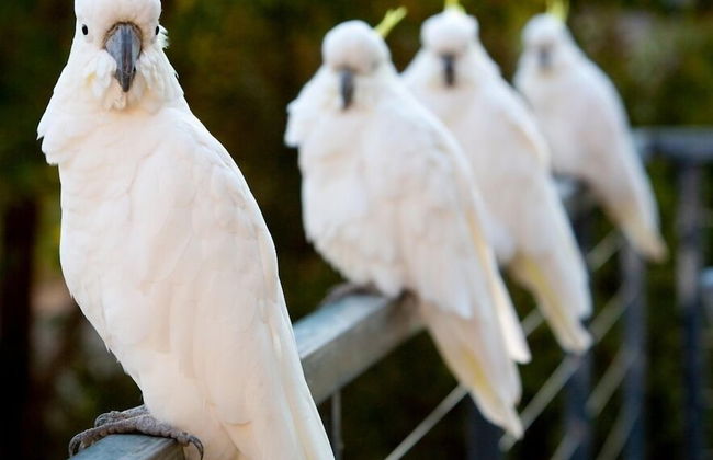 Aireys Inlet Getaway Resort - Photo 61