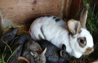 Apartment in Papstdorf "Häntzschelstiege" - Photo 30