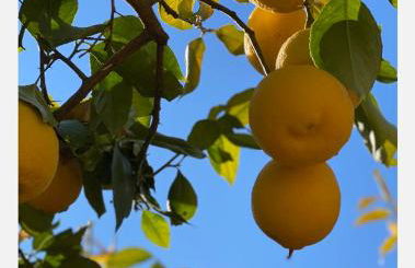 Casa Rural El Limonero - Foto 80