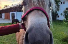 Ferienwohnung de Best inkl. Chiemgaukarte - Foto 10