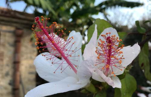 Giardino di Sicilia - Foto 27