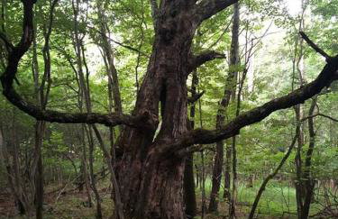 Catskills Enchanted Forest - Foto 15