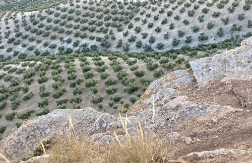 Dehesilla Olive Orchard Retreat - Foto 20