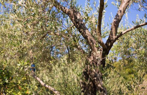 Villa Mir - Photo 43