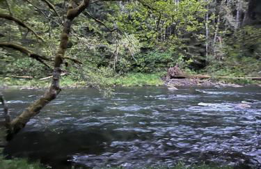 A Relaxing Getaway-A Backwoods Cabin SolDuc River - Foto 42