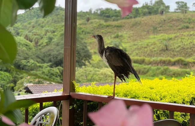 Fazenda Santa Amalia - Foto 59