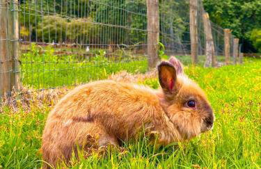 Hospedagem Zilz - Foto 42