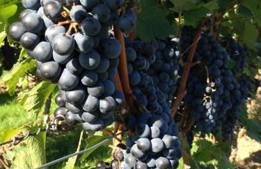 Ferienwohnung Wittker - Foto 36