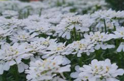 apartma Jelka - Foto 12