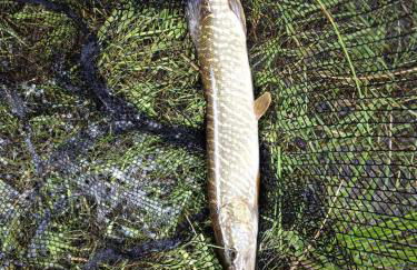 Haus Hollerbusch - Foto 33