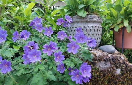 Antler Lodge - Meadows Retreat Lodge Park - Foto 29