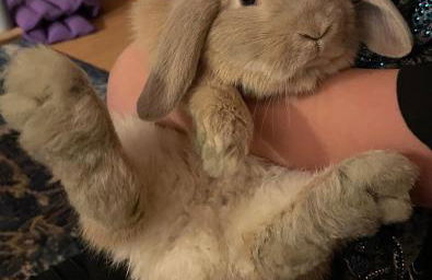 TideAway Farm on Private Island! Escape & Indulge Mother Nature! - Foto 31