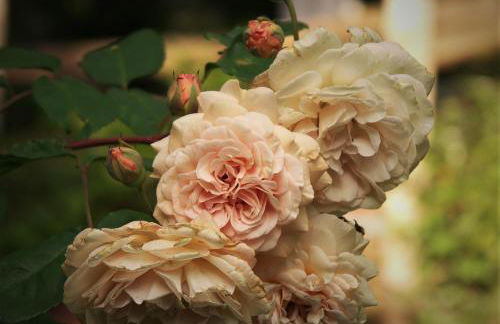 La Traversina - Agriturismo di Charme - Foto 31