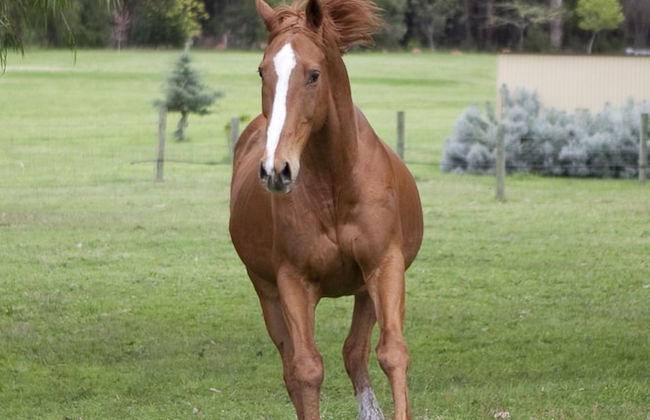 Diamond Forest Farm Stay - Foto 30