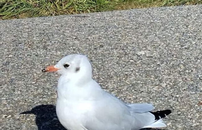 Long Comfortable Holiday Residence - Foto 13